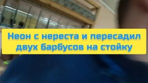 НЕОН С НЕРЕСТА И ПЕРЕСАДИЛ ДВУХ БАРБУСОВ НА СТОЙКУ