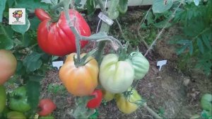 Чудесный томат! Томат Сто пудов (обзор и дегустация).