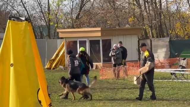 1 Отл. КЧК BLAD v. Olster Hof +++ №7. ВОРОНЕЖ 26 октября`25 Моно немецких овчарок