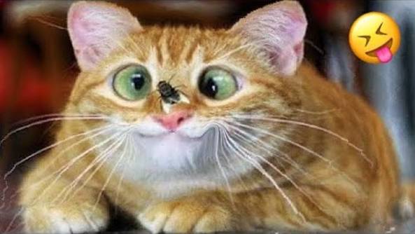 Смешные видео про животных Приколы с животными Наши любимые смешные животные СМЕШНОЕ ВИДЕО