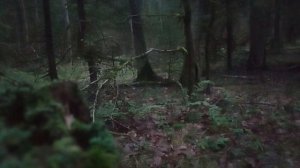 Нападает ли рысь на человека?