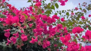 879.Понедельничное, цветастое.