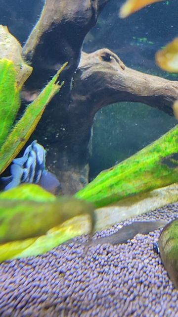 Продолжаем следить за икоркой попугаев смотреть онлайн