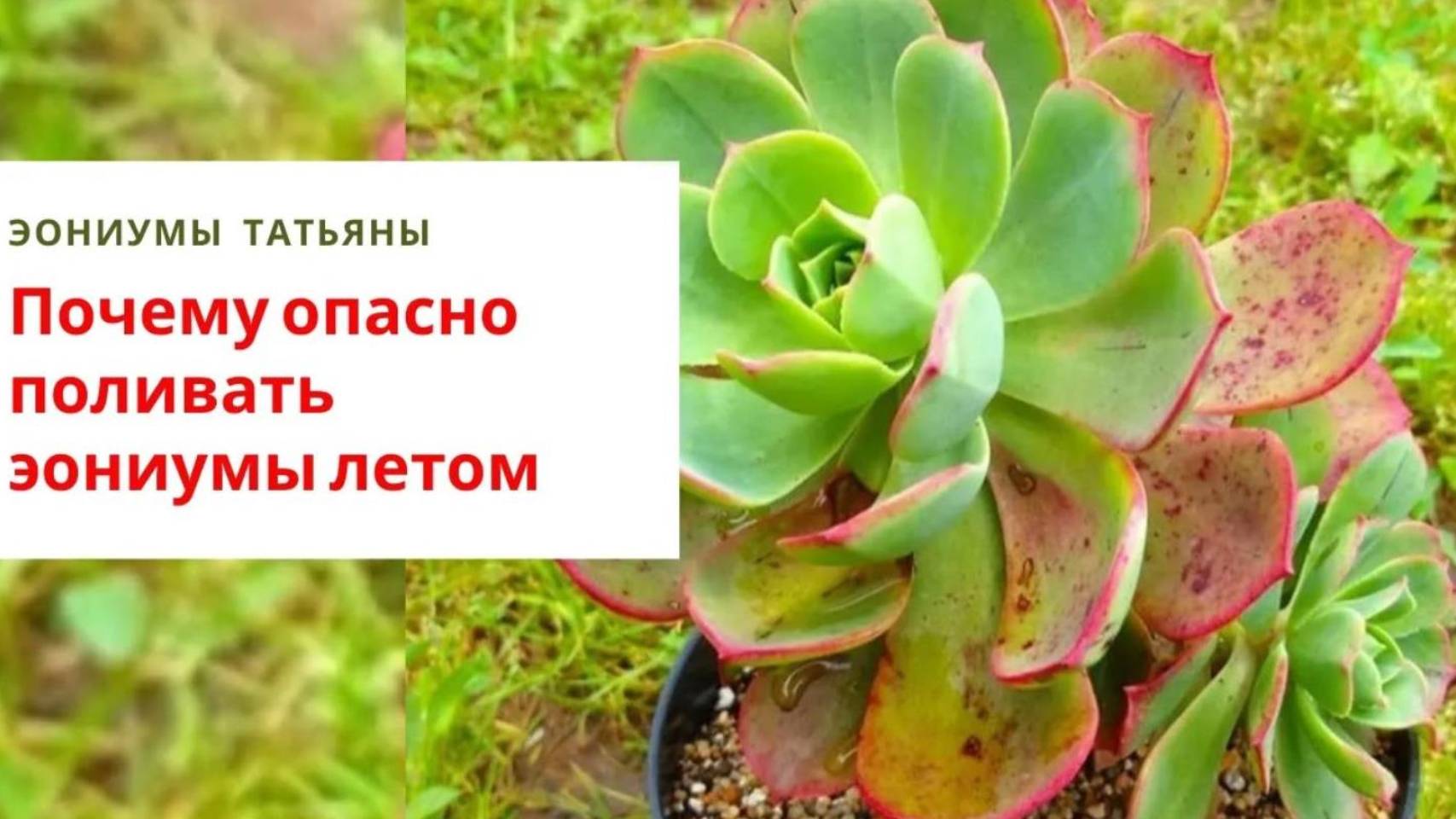 30. Полив эониумов летом