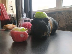 пртагкокоеоп