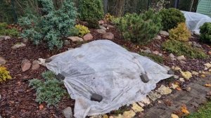 Как я сохраняю рыбок зимой в маленьком пруду