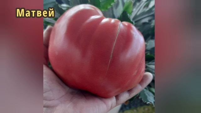 ТЕ САМЫЕ СТАРИННЫЕ СЕМЕЙНЫЕ СОРТА ТОМАТОВ!