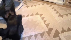 Результаты на курсе "Искусство позитивной дрессировки"