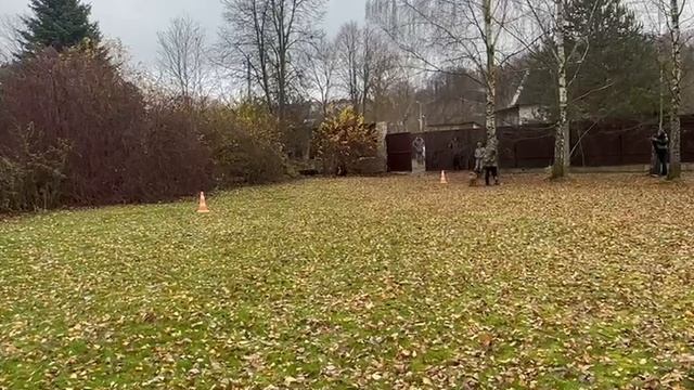 2.  выражено/перв НОРМАН ДОНБАСС-МАСТЕР (Юрай Хип с Саянских Гор – Мальта)