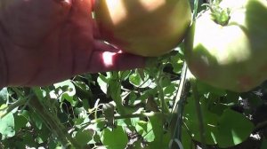 Томат Тайга