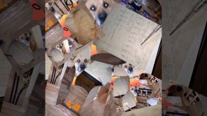 1000039783.mp4 (Собака смотрит на монтаж электропроводки ( по аварийным ситуациям ) в доме А-фрейм)