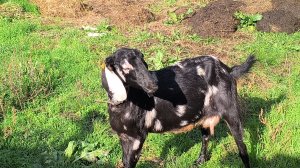 Что у нас происходит .Расселяем кур.Новый производитель.