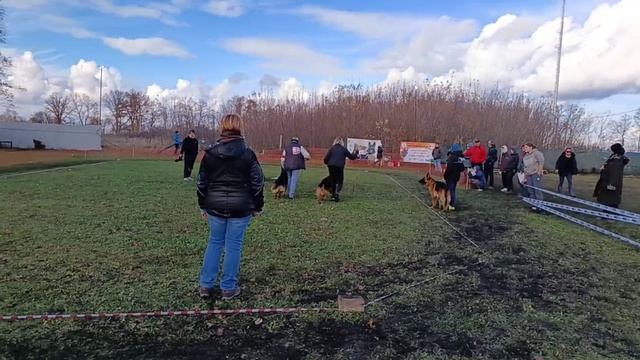 РАБОЧИЙ КОБЕЛИ / КЧК ВОРОНЕЖ 26 октября`25 М.Волкова Моно немецких овчарок
