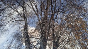 5.11.25г. ЧАСТЬ1.  Уборка 🍂🍂🍂ТЕРРИТОРИИ вокруг ДОМА!!!👍🙂