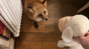 Лиса-Алиса. Игнис и Алиса знакомятся с новым другом