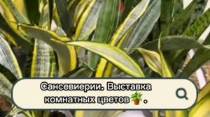Сансевиерии. Выставка цветов г.Воронеж 25.10.25г.