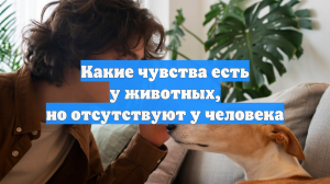 Какие чувства есть у животных, но отсутствуют у человека