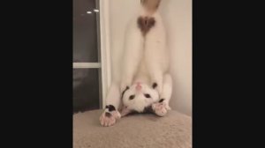 #смешныевидео -168