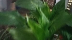 Пассажирский лифт V=1 м-с, Q=400 кг (5166), музыкальный лифт Мослифт