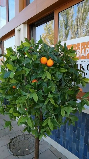 Город Анапа / обзор смотреть онлайн