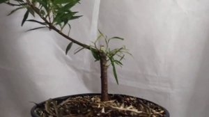 √4 фикус 123 саликария или неирефолия (Бонсай)