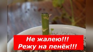 Вот так осенью надо обязательно омолодить куст герани!