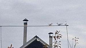 1000106330.mp4 Городские и дачные.