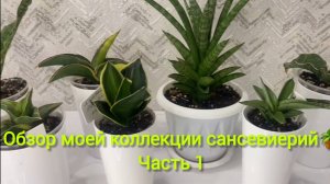 Обзор моей коллекции сансевиерий🪴Часть 1