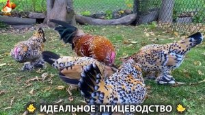 Идеальное птицеводство достойно восхищения 🐓🦆🦢🦚🦃🐔 эпизод (396)