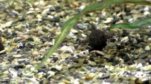 Маленькие Анциструсы L393