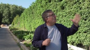 Живая изгородь из обычной ёлки!