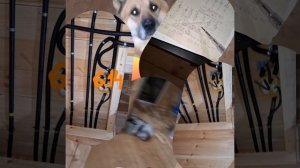 1000039758.mp4 (Собака смотрит на монтаж электропроводки ( по аварийным ситуациям ) в доме А-фрейм)