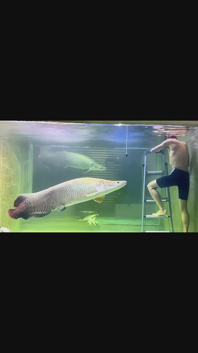 Опасное свидание с Арапаймой