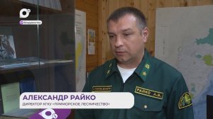 Прямая речь / О заготовке дров / 11.11.25