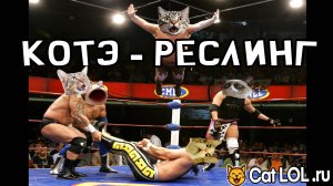 Кошачий реслинг: Ярко и без крови