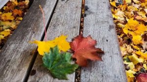 Осенний светофор