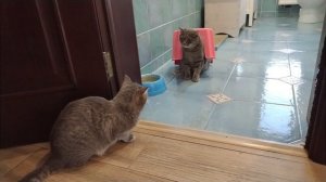 Любовь страшная сила. Кошка Дора и кот Лунтик.