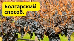 Надёжный способ хранения виноградных чубуков зимой- минимальные потери!