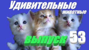 Удивительные животные выпуск 53 #смешно #юмор
