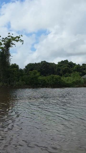 Тапарон и черепахи на реке Ориноко, Венесуэла