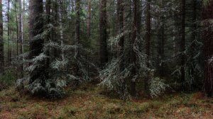 Мистика.   В ТАЙГЕ_Истории  про тайгу.