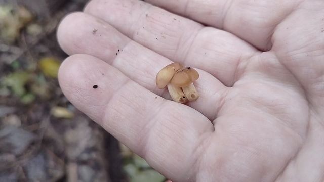 Гриб Навозник и зимний опёнок у меня на частке.10.11.25.Собираю,готовлю,кушаю.
