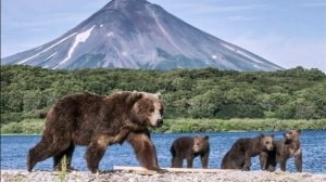Золотой саксофон. Мелодия