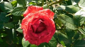 ВИДЕО ПВН  АВ   (143)