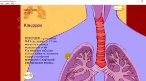 Модуль "Тыныс алу жүйесі"