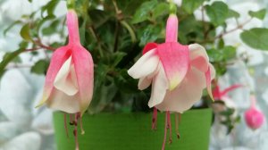 🌺Цветок фуксия в домашних условиях: чем подкормить, как спасти от вредителей