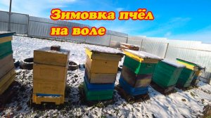ЗИМОВКА ПЧЁЛ НА ВОЛЕ, КАК ОНИ СЕЙЧАС ЗИМУЮТ В НОЯБРЕ.