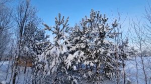 Зимняя природа во всей красе.