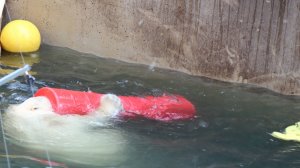 Медвежата играют с трубой..