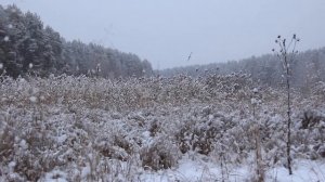Снег в лесу и душевный покой.